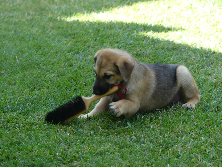 chinook dog